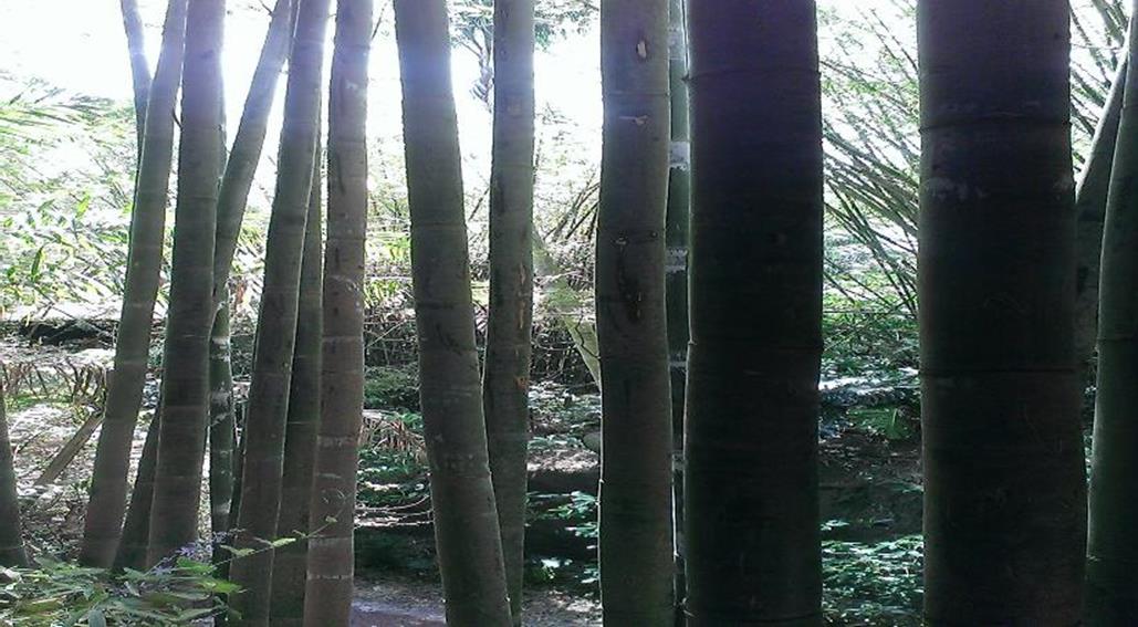 tropical bamboo